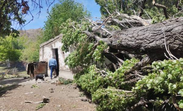 El drama de una vecino de El Dique que le cayó un árbol en la casa