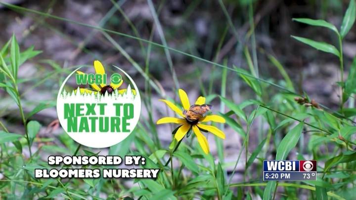 Next to Nature (Acorns)