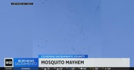 What's been causing the boom in mosquitoes around Sacramento?