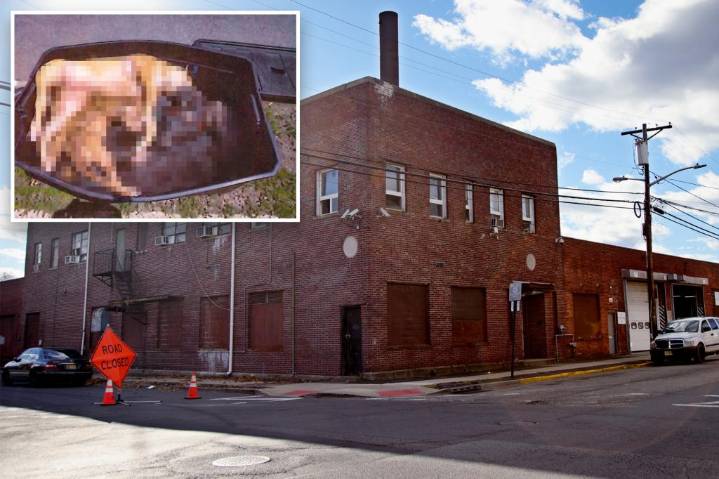 Seven dead dogs found on NJ street corner, but police didn't investigate