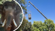 Perth Zoo: Last elephant Putra Mas starts journey to Monarto Safari Park closing 127