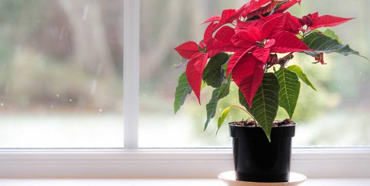 Poinsettia Care Tips to Make Yours Last Beyond Christmas