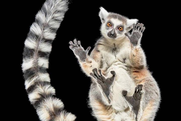 Animal Photographer Finds Fame Shooting Them Upside Down (Exclusive)