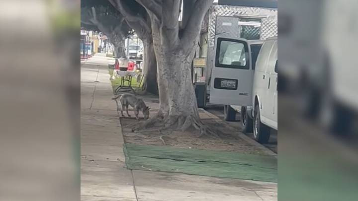 California Dog Survives A Year Alone On A Busy Street Until One Woman Refuses To Look Away