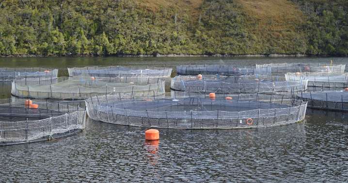 Tribunal aprueba segundo plan de reorganización de Nova Austral y evita la quiebra