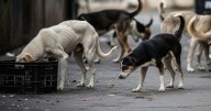 Move Stray Canines To Designated Shelters: SC On Dog Bite Cases In Institutional Areas