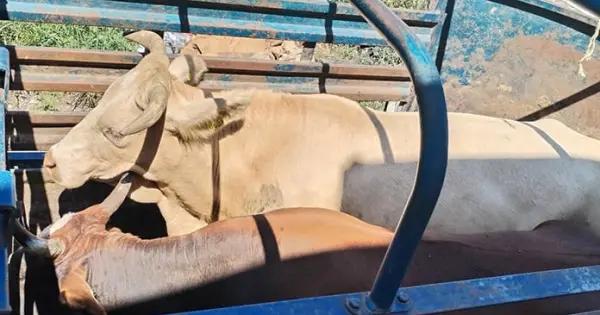 Cayó la producción ganadera: Lárraga