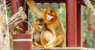 China's rare golden monkeys debut at European zoos, possible successors to panda diplomacy