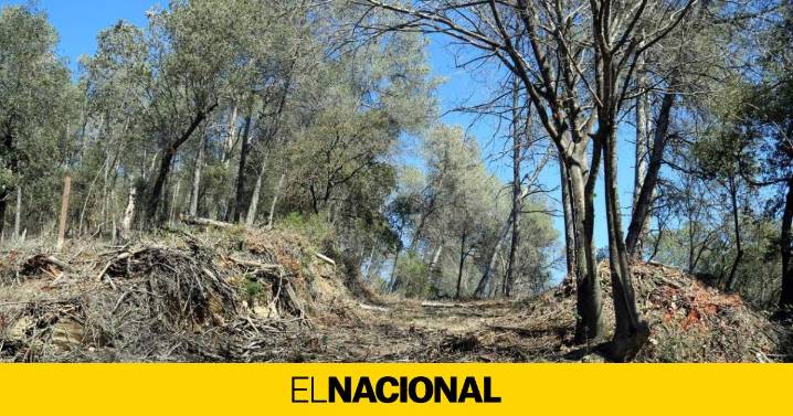 El Govern prohíbe acceder al bosque en 12 municipios por los casos de peste porcina africana