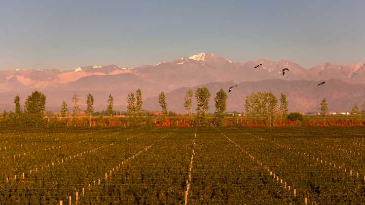 Espumantes: desafíos y lanzamientos en una nueva temporada de brindis