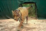 Desaparición de la yaguareté Acaí: el radiocollar dio “señal de mortandad”