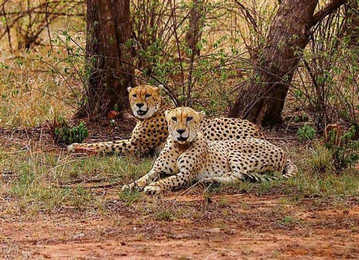 Botswana cheetahs to roam Indian grasslands soon