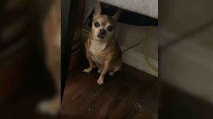 Nevada Rescue Chihuahua With Severe Separation Anxiety Finds Comfort With His New Family
