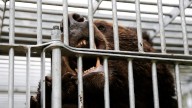Japan sends in the military to deal with surge in bear attacks