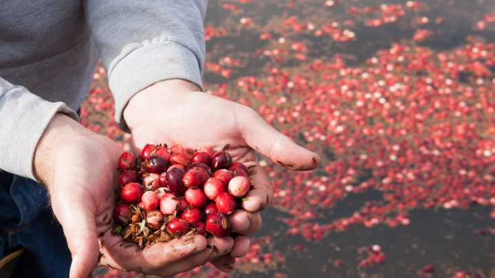 From 1890-1950s, Summerfield Twp. had a successful cranberry business