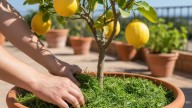 Pocos lo saben: para qué sirve poner pasto recién cortado en la tierra del limonero