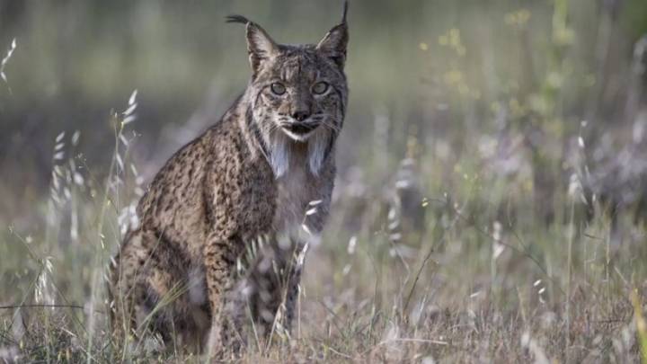 Por fin, el lince en Aragón