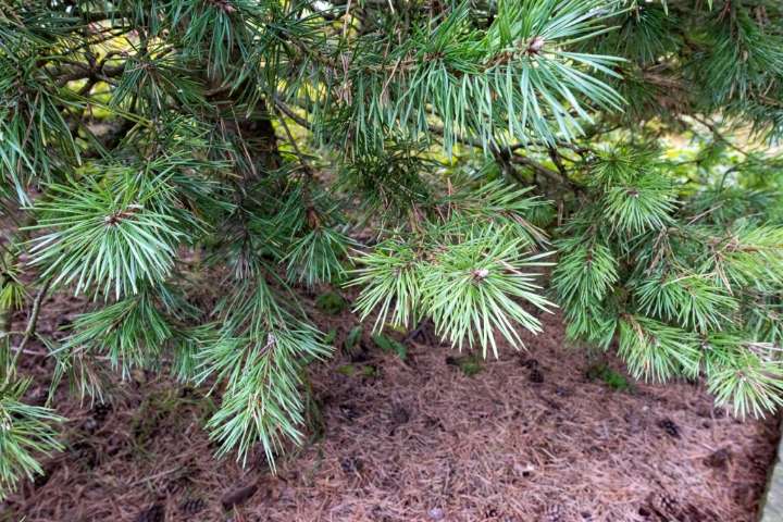 White pine needle loss no cause for worry