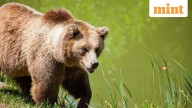 Japan has a bear problem—Ex-cops, soldiers enlisted to cull ursine population