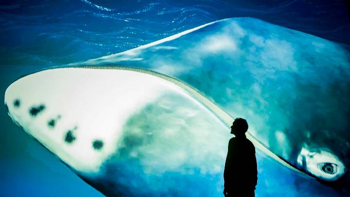 A bowhead whale's DNA offers clues to fight cancer : NPR