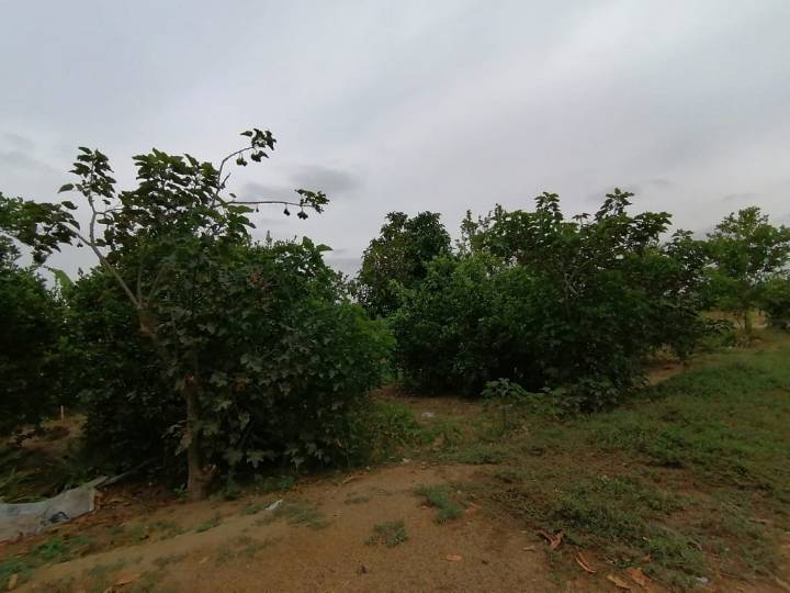 Liderazgo Académico en Políticas Climáticas Agrícolas: adaptación al cambio climático