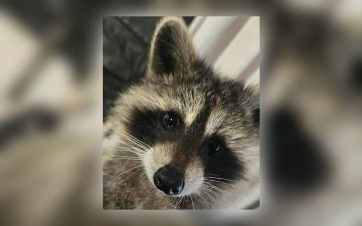 Derby pizza shop owners defend choice to keep raccoon as pet