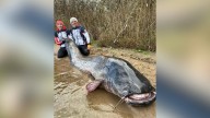 Es récord oficial: dos pescadores polacos capturan el siluro más grande del mundo con 292 cms. de largo