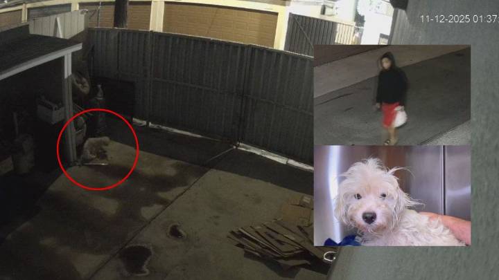 Woman throws dog over fence in plastic bag in Anaheim