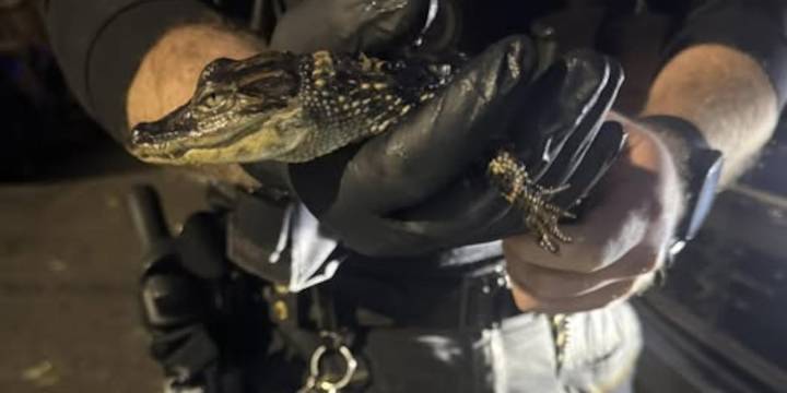 Clarksville Police say ‘see you later’ to alligator