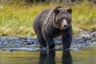 At least one dead and 11 injured after grizzly bear attacks schoolchildren