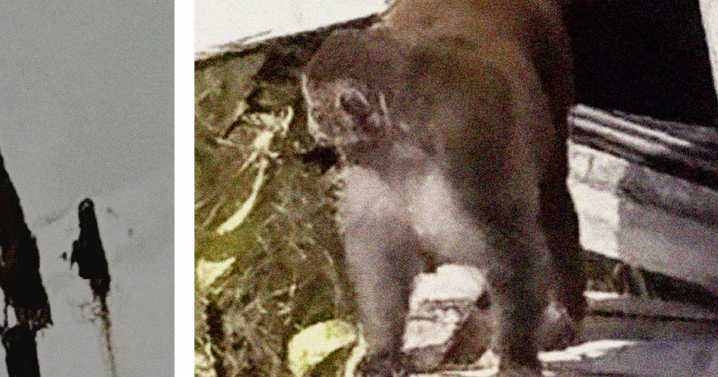 Mississippi preacher shoots one of last lab monkeys that escaped a truck crash