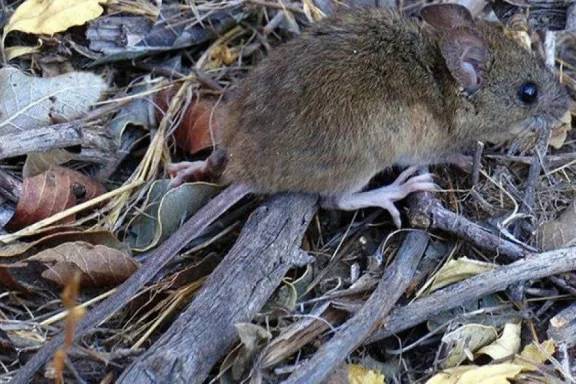 Confirmaron la muerte por hantavirus de un joven de 23 años en Tandil