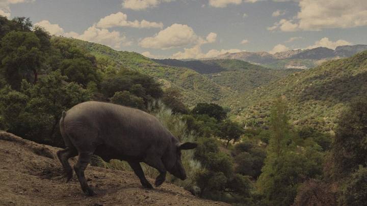 Dehesa Monteros celebra su 20º aniversario con su libro 'El sueño de la Serranía de Ronda'