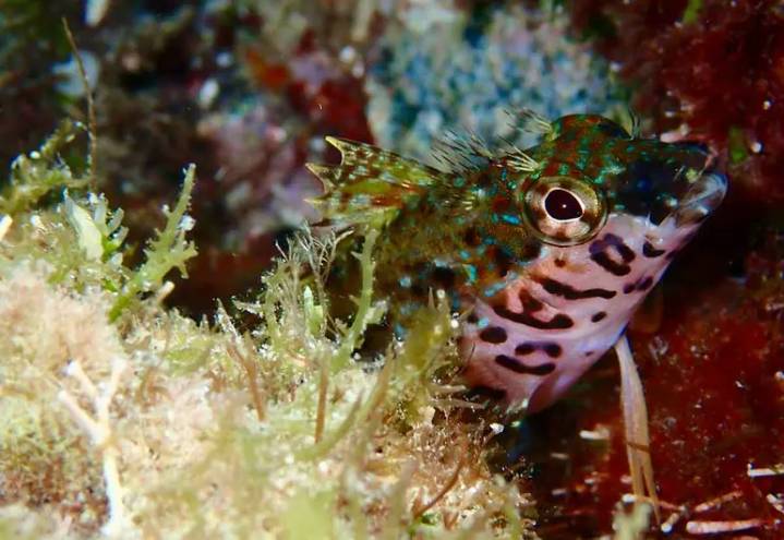 Detectan caída del 40% en diversidad de peces en el Golfo de California