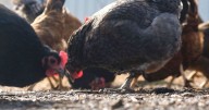 Bird flu surges among poultry amid a scaled back federal response