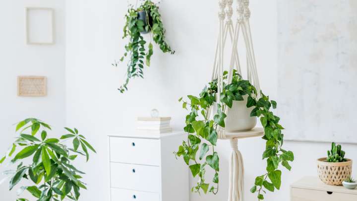 A Beautiful Trailing Plant That'll Thrive In Your Indoor Hanging Pot