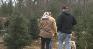 People flock to Massachusetts Christmas tree farms for as tariffs increase prices on artificial options
