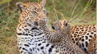 Centre govt approves first Leopard Birth Control pilot in Pune