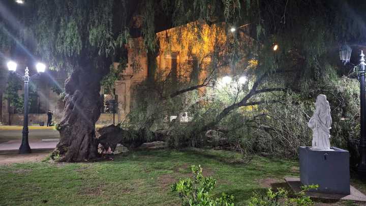 VIDEO | San Luis: una policía herida al caer una rama en la plaza Pringles
