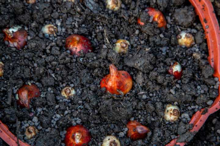 Gardening With Allen: Try planting bulbs in containers