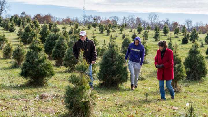 Here's where you can cut down a Christmas tree in the Evansville area.