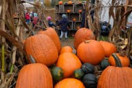Don’t toss your Halloween pumpkin — bake, compost or feed it to farm animals instead