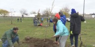 Volunteers from Tree Watertown planted 45 trees at the Jefferson County Fairgrounds Saturday