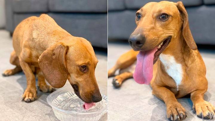 Buscan a la familia de un perrito perdido que deambula por inmediaciones de Roca y Salta