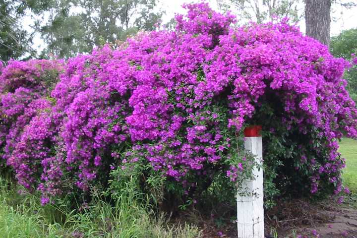 How to Grow Vibrant Bougainvillea on Your Balcony: 3 Tips for Flourishing Blooms