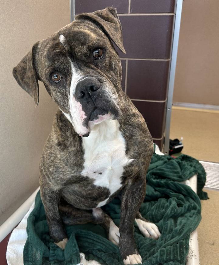 Longmont Humane Society Pet of the Week for Nov. 1, 2025