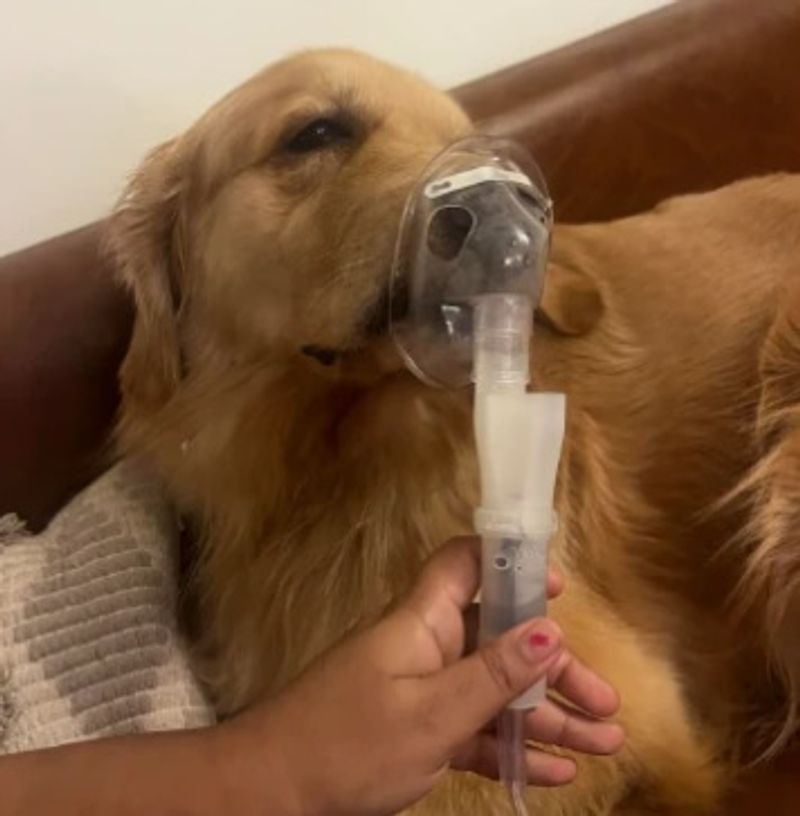 'Pura parivaar bimaar': Alarming Delhi AQI forces Golden Retriever onto nebuliser