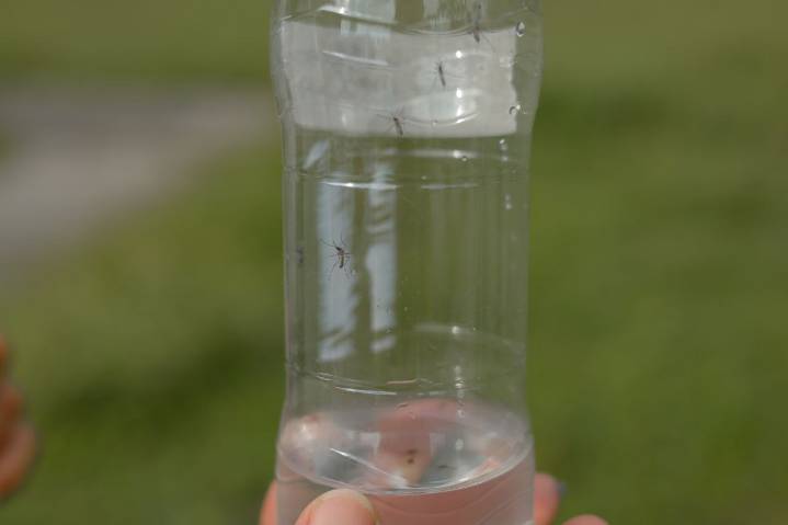 Abae cuenta con tecnología para controlar distribución del dengue