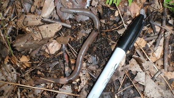Jumping worms can change to soil they live in. What you should know
