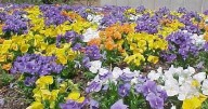 TIMOTHY DALY: Colorful pansies add beauty to the home landscape
